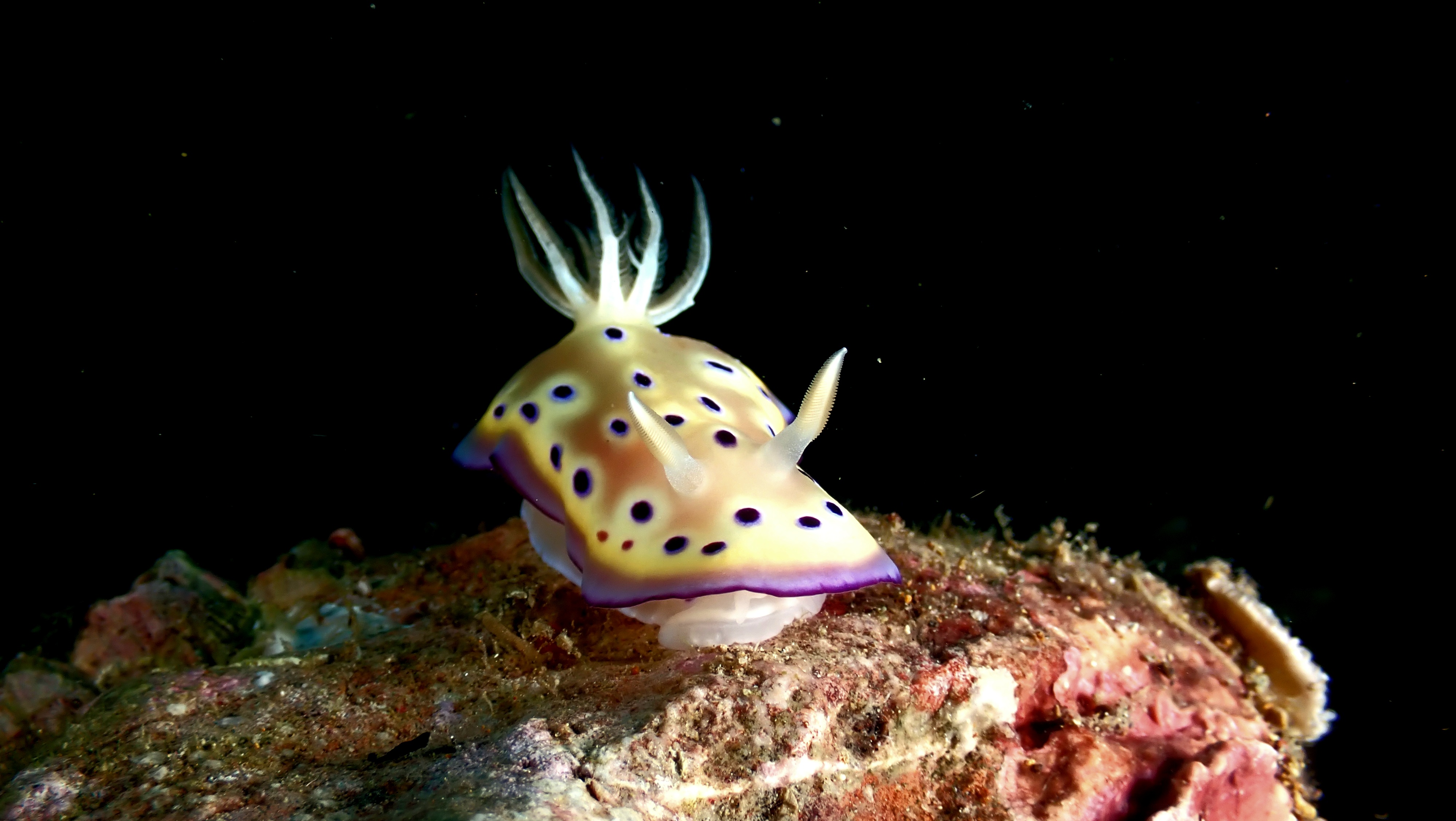 Anilao underwater scene from guest photos